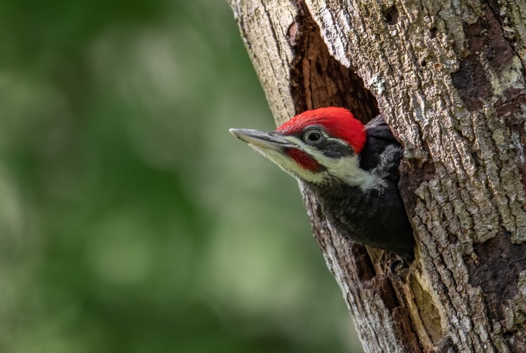 Pileated Woodpecker Portrait