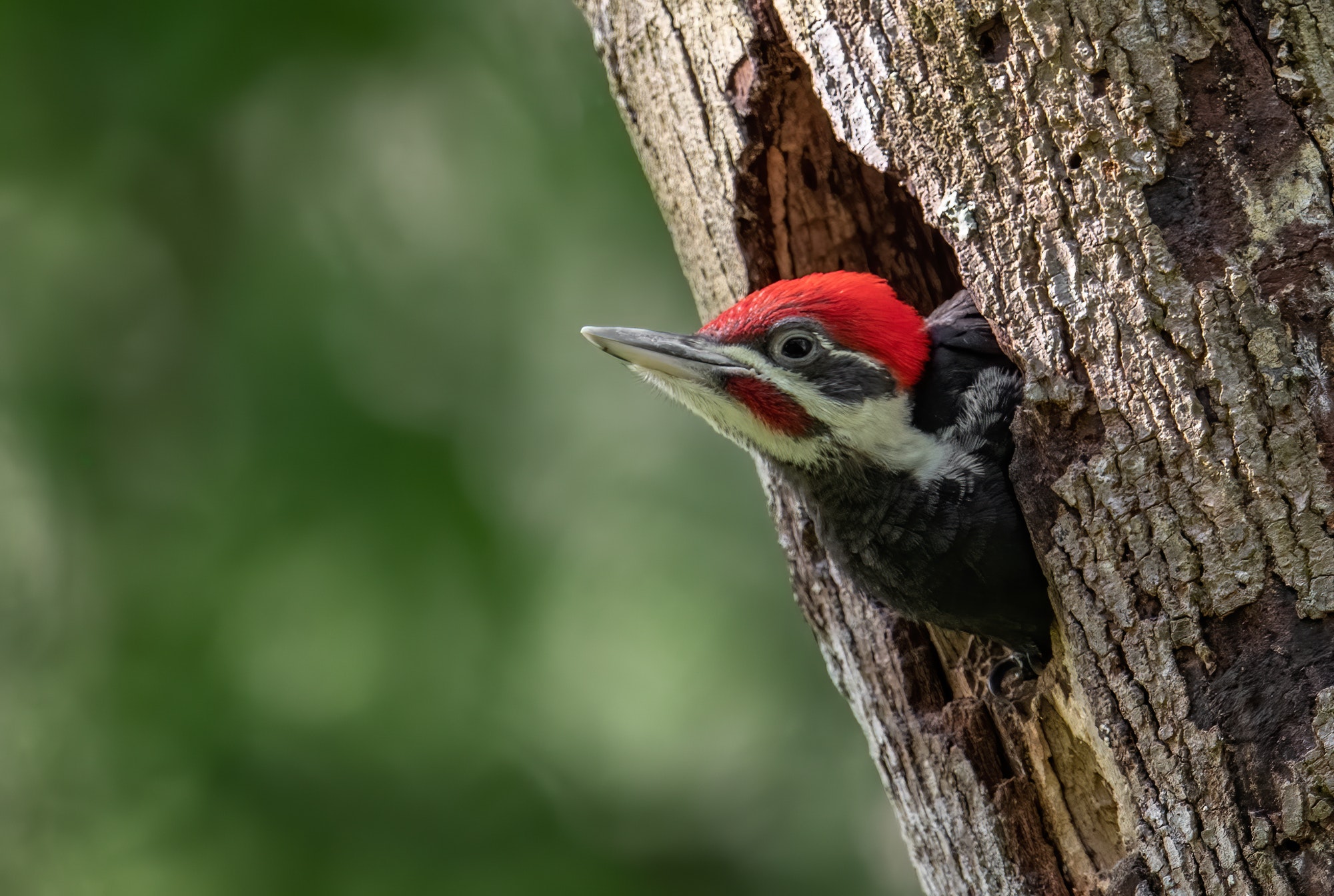 How to get rid of woodpeckers — Jonathan’s student essay