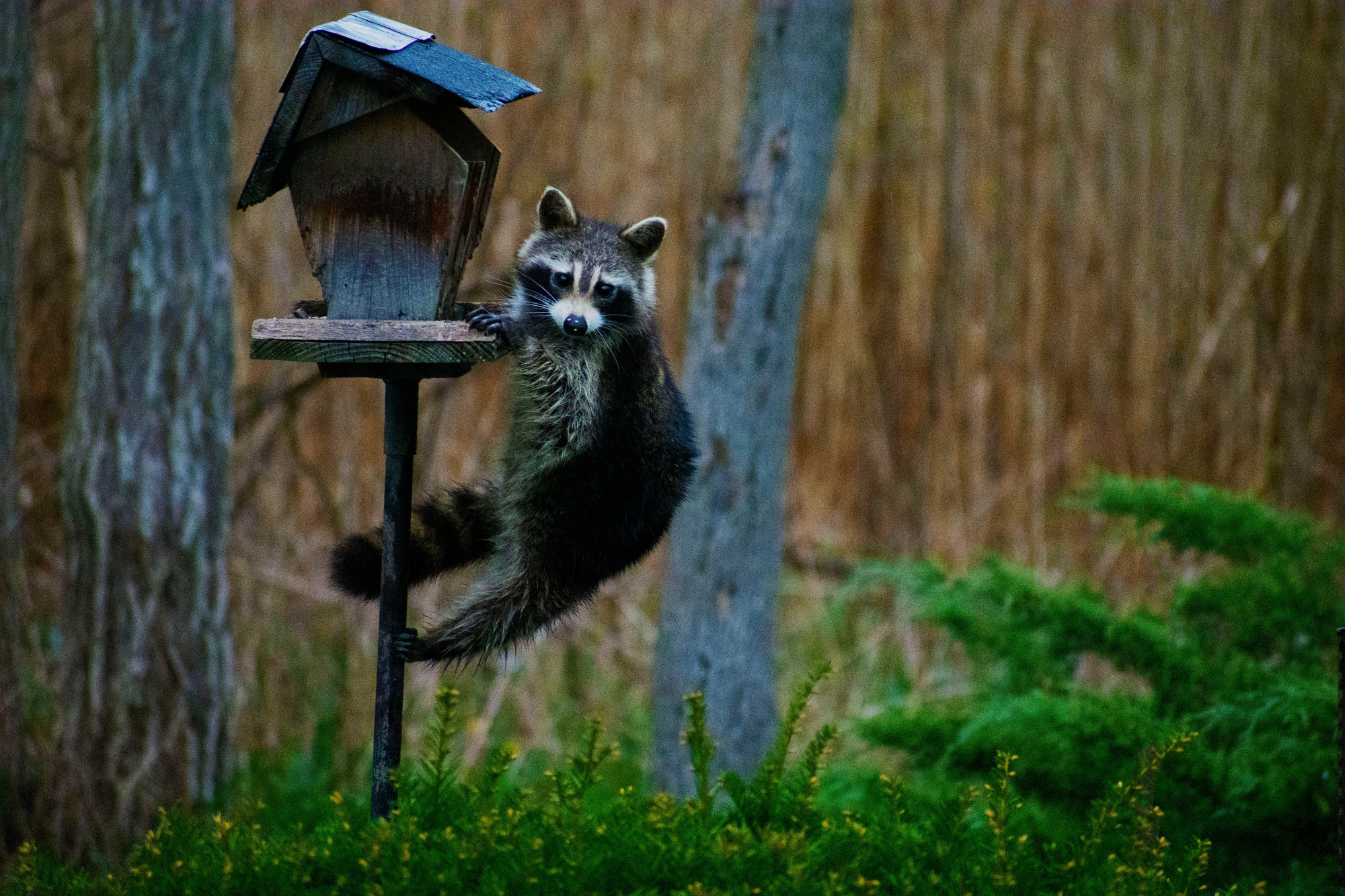 Signs of raccoons terrorizing your home — Brianna’s student essay