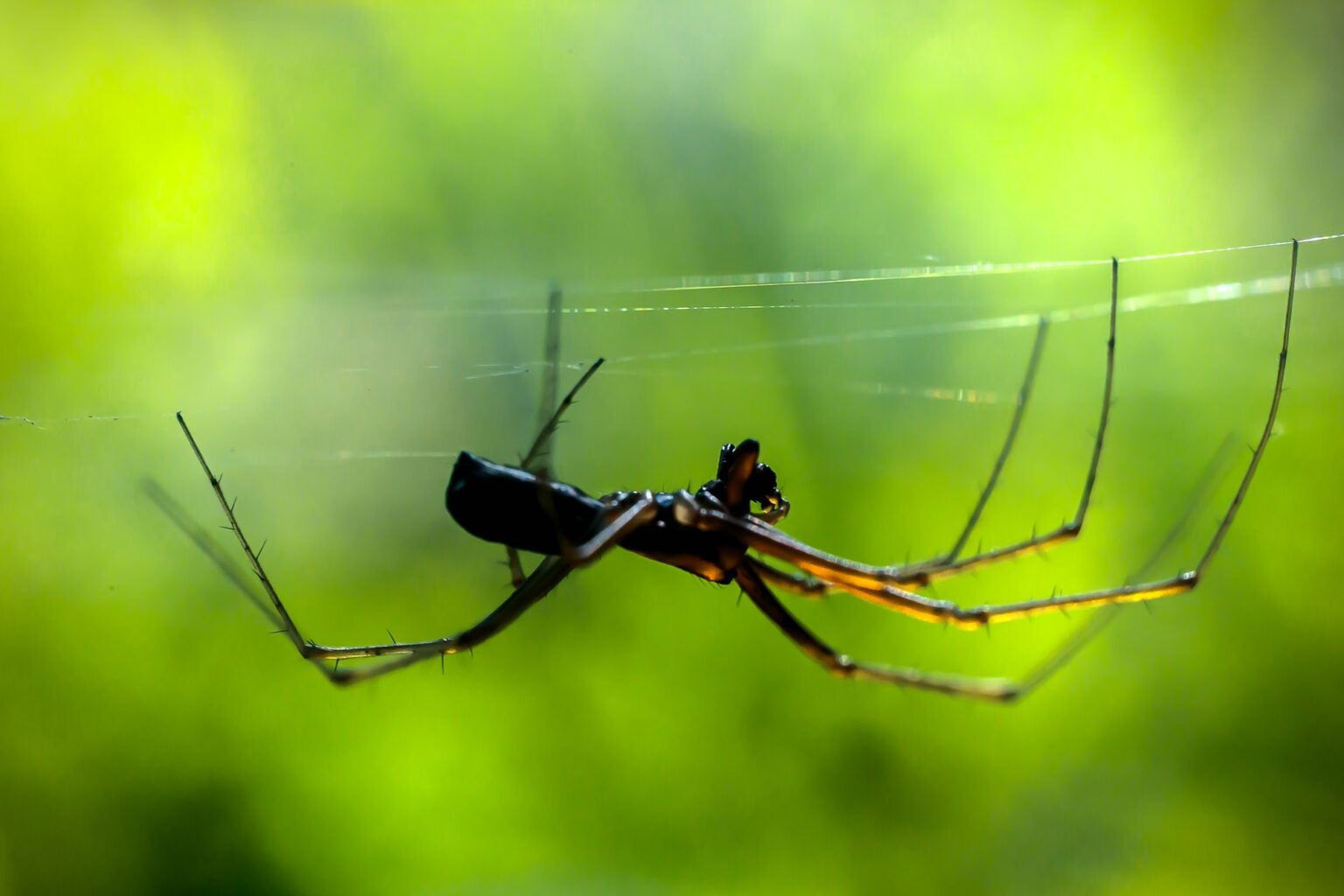 Spider on the web, spider building a web