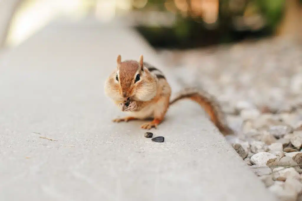 striped brown chipmunk eating sunflower seeds. Rodent animal stockpile hide food in cheek pouches.