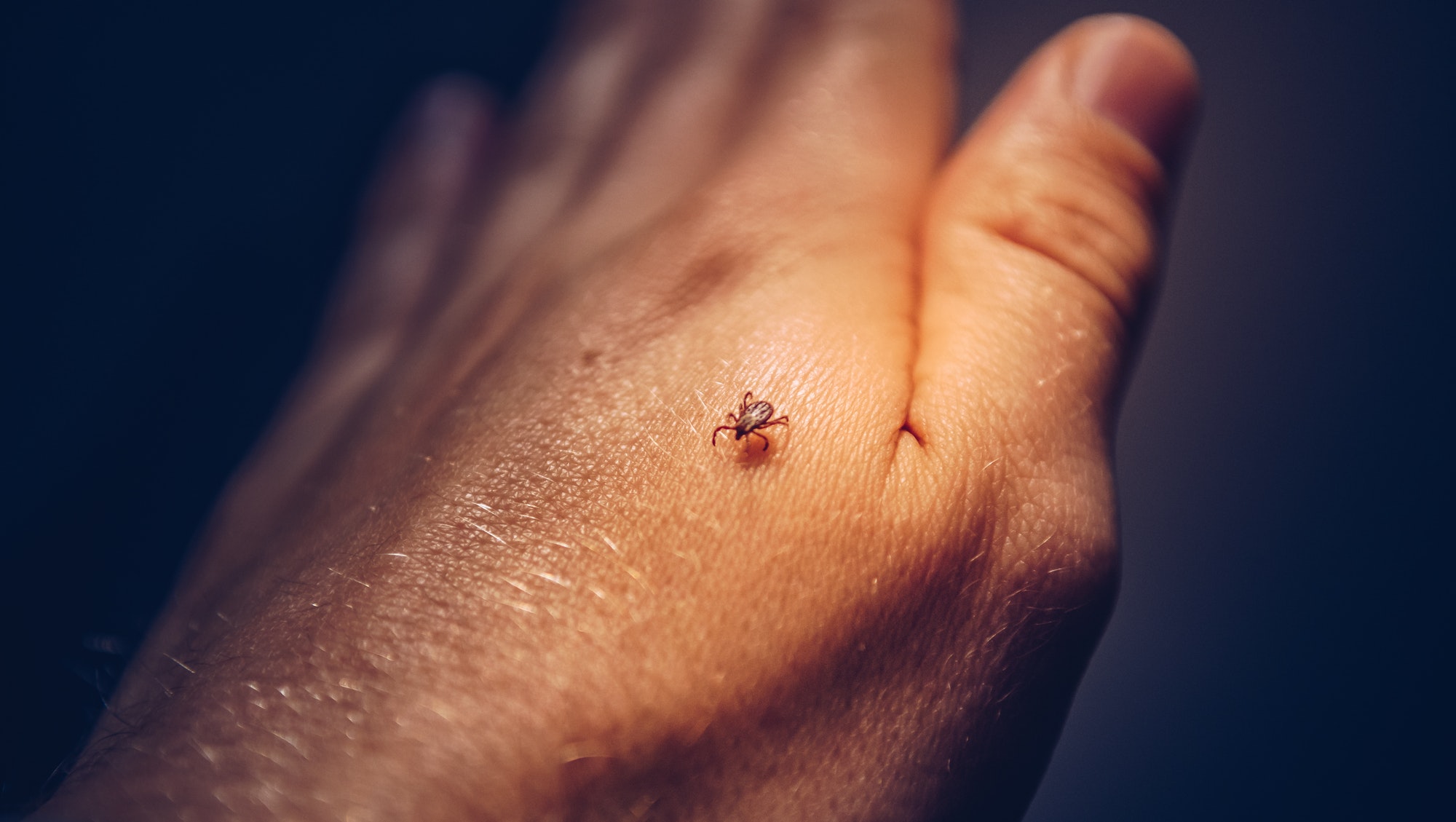 Why ticks are so dangerous to humans and pets — Natalia’s student essay