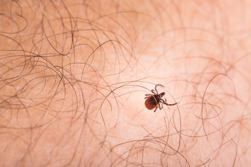 Tick - parasitic arachnid blood-sucking carrier of various disea