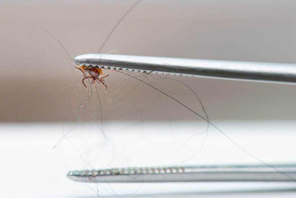 Tick removed from a dog