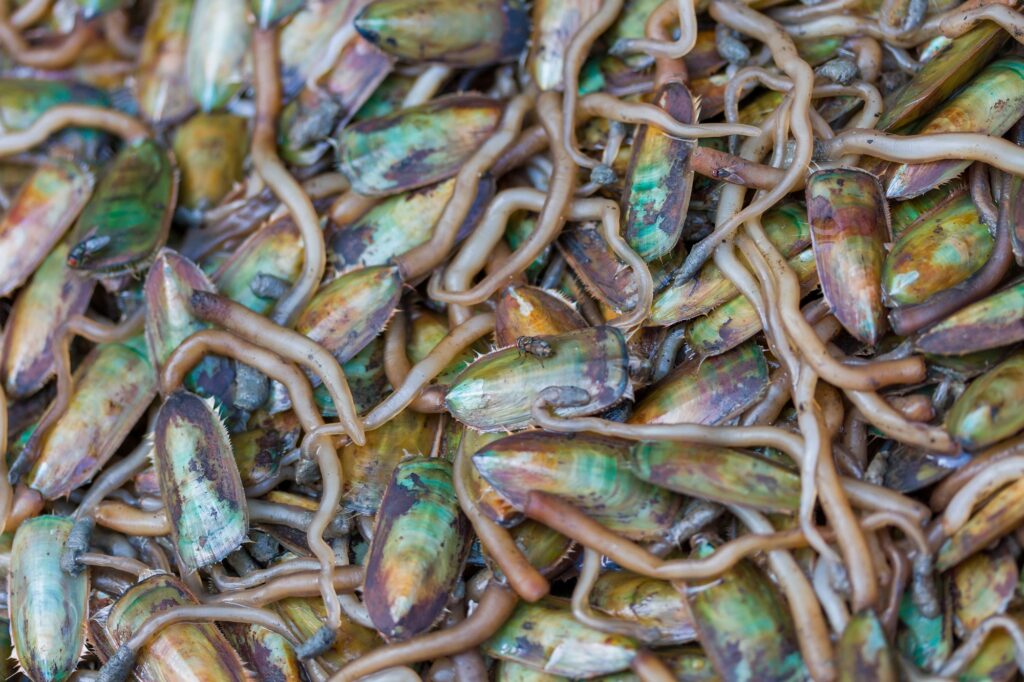 Water Bug in Thailand market