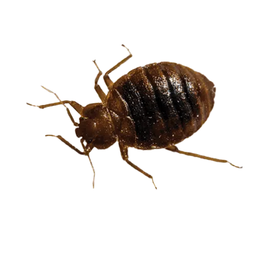 bed bug removal in Dallas