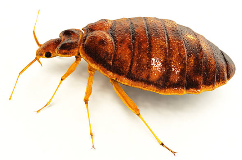 Can Bed Bugs Live Outside?
