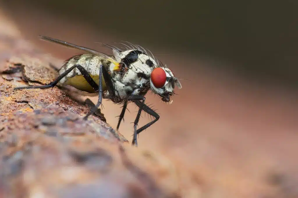 flies in Tennessee