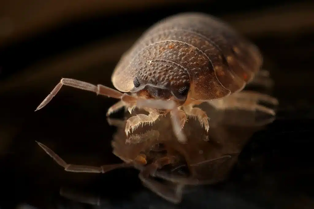 bed bug in Nashville Tennessee