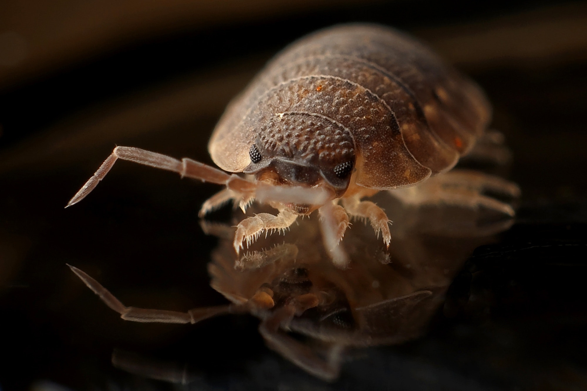 What Does it Mean When You See Baby Bed Bugs?