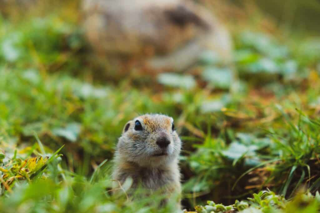 gopher
