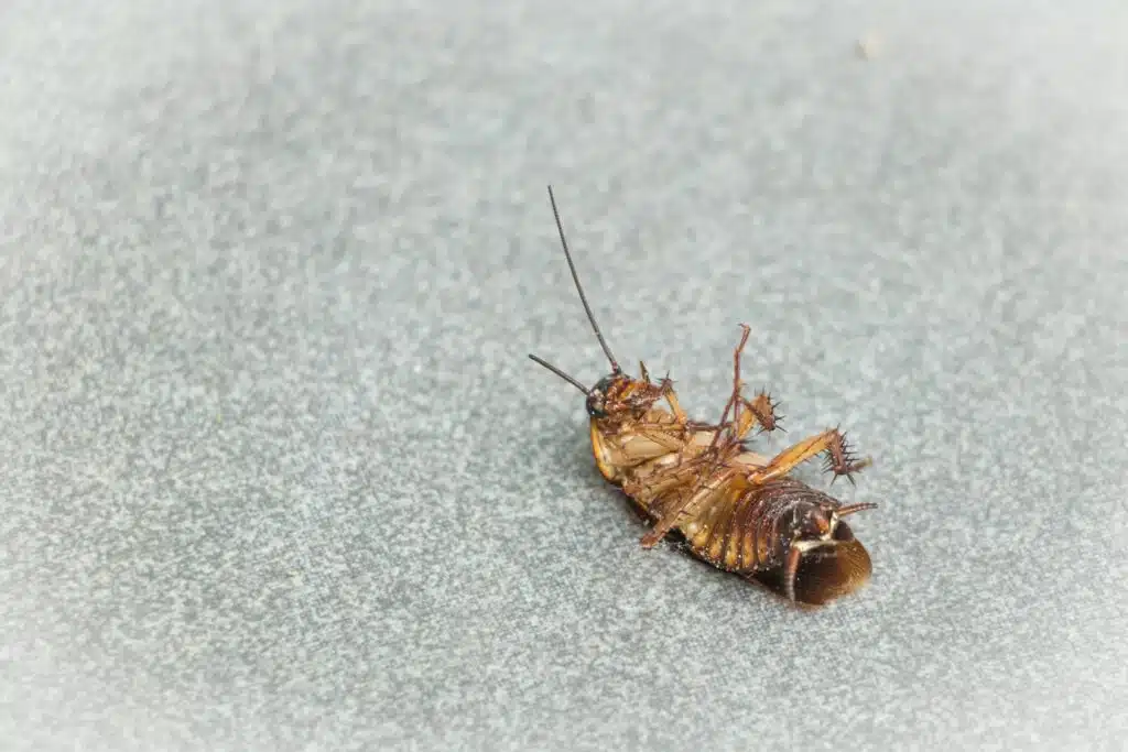 cockroach