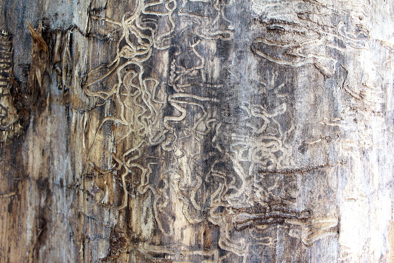 Termite Damage Vs. Wood Rot
