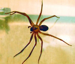 brown-recluse-spider_600x600