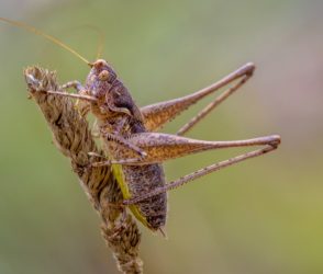 dark bush-cricket (Pholidoptera griseoaptera) is a flightless species of bush-cricket