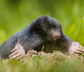 The European mole or Common Mole is a mammal of the order Soricomorpha