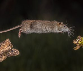 Wild Brown rat (Rattus norvegicus) jumping from log at night. High speed photography image