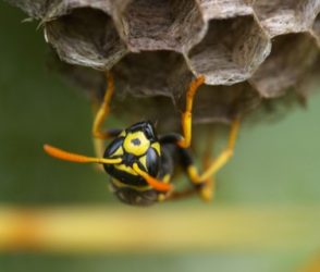 Compositon of a little Wasp ( polistes gallicus )